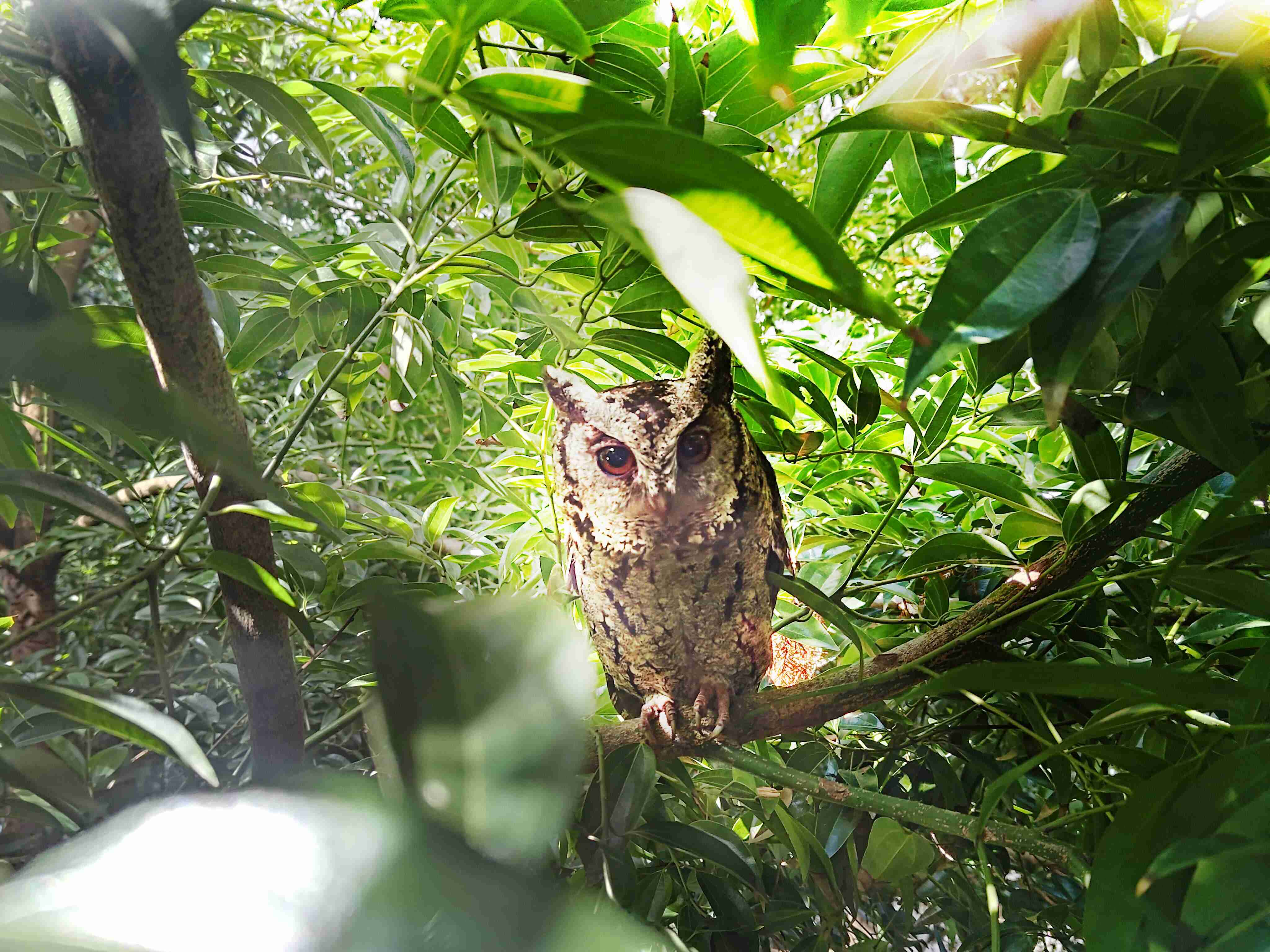 壹号平台致力提倡净零绿生活，，16年以来在全球各厂区植树逾百万棵，，，造就各厂区树木蔚然成林，，，犹如森林工厂，，，，成为许多生物的栖息地